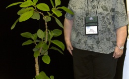 2019 Convention Lesser-Known Gesneriads Seldom Grown or Seen in Shows Class 46 – Not in flower JUDGES AWARD OF MERIT 2019 Convention Lesser-Known Gesneriads Seldom Grown or Seen in Shows Class 46 – Not in flower JUDGES AWARD OF MERIT