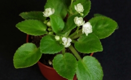 2019 Convention Gesneriads Grown by a Novice Class 48 – Gesneriads in flower 2019 Convention Gesneriads Grown by a Novice Class 48 – Gesneriads in flower