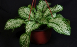 2019 Convention Gesneriads Grown by a Novice Class 49 – Grown for Ornamental Qualities Other Than Flowers BEST IN SECTION I – GESNERIAD GROWN BY A NOVICE 2019 Convention Gesneriads Grown by a Novice Class 49 – Grown for Ornamental Qualities Other Than Flowers BEST IN SECTION I – GESNERIAD GROWN BY A NOVICE