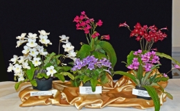 2019 Convention Collections of Gesneriads Class 50A – Plants of a single genus (other) 2019 Convention Collections of Gesneriads Class 50A – Plants of a single genus (other)