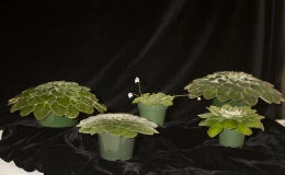 2019 Convention Collections of Gesneriads Class 50A – Plants of a single genus (other) BEST PETROCOSMEA 2019 Convention Collections of Gesneriads Class 50A – Plants of a single genus (other) BEST PETROCOSMEA