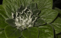 2019 Convention Collections of Gesneriads Class 50A – Plants of a single genus (other) BEST PETROCOSMEA 2019 Convention Collections of Gesneriads Class 50A – Plants of a single genus (other) BEST PETROCOSMEA