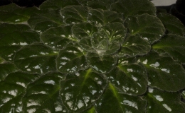 2019 Convention Collections of Gesneriads Class 50A – Plants of a single genus (other) BEST PETROCOSMEA 2019 Convention Collections of Gesneriads Class 50A – Plants of a single genus (other) BEST PETROCOSMEA