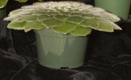 2019 Convention Collections of Gesneriads Class 50A – Plants of a single genus (other) BEST PETROCOSMEA 2019 Convention Collections of Gesneriads Class 50A – Plants of a single genus (other) BEST PETROCOSMEA