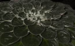 2019 Convention Collections of Gesneriads Class 50A – Plants of a single genus (other) BEST PETROCOSMEA 2019 Convention Collections of Gesneriads Class 50A – Plants of a single genus (other) BEST PETROCOSMEA
