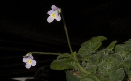 2019 Convention Collections of Gesneriads Class 50A – Plants of a single genus (other) BEST PETROCOSMEA 2019 Convention Collections of Gesneriads Class 50A – Plants of a single genus (other) BEST PETROCOSMEA