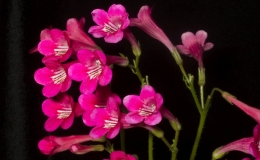 2019 Convention Collections of Gesneriads Class 50A – Plants of a single genus (other) 2019 Convention Collections of Gesneriads Class 50A – Plants of a single genus (other)