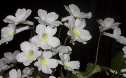 2019 Convention Collections of Gesneriads Class 50A – Plants of a single genus (other) 2019 Convention Collections of Gesneriads Class 50A – Plants of a single genus (other)