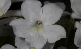 2019 Convention Collections of Gesneriads Class 50A – Plants of a single genus (other) 2019 Convention Collections of Gesneriads Class 50A – Plants of a single genus (other)