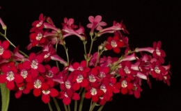 2019 Convention Collections of Gesneriads Class 50A – Plants of a single genus (other) 2019 Convention Collections of Gesneriads Class 50A – Plants of a single genus (other)