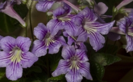 2019 Convention Collections of Gesneriads Class 50A – Plants of a single genus (other) 2019 Convention Collections of Gesneriads Class 50A – Plants of a single genus (other)