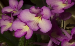 2019 Convention Collections of Gesneriads Class 50A – Plants of a single genus (other) 2019 Convention Collections of Gesneriads Class 50A – Plants of a single genus (other)
