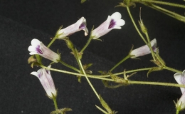2019 Convention Collections of Gesneriads  Class 50B – Plants of a single genus (Primulina)  BEST IN THE HORTICULTURE DIVISION BEST IN SECTION J – COLLECTION OF GESNERIADS BEST PRIMULINA
