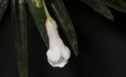 2019 Convention Collections of Gesneriads  Class 50B – Plants of a single genus (Primulina)  BEST IN THE HORTICULTURE DIVISION BEST IN SECTION J – COLLECTION OF GESNERIADS BEST PRIMULINA