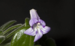 2019 Convention Collections of Gesneriads  Class 50B – Plants of a single genus (Primulina)  BEST IN THE HORTICULTURE DIVISION BEST IN SECTION J – COLLECTION OF GESNERIADS BEST PRIMULINA