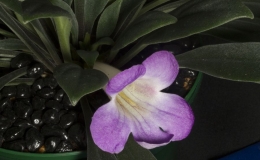 2019 Convention Collections of Gesneriads  Class 50B – Plants of a single genus (Primulina)  BEST IN THE HORTICULTURE DIVISION BEST IN SECTION J – COLLECTION OF GESNERIADS BEST PRIMULINA