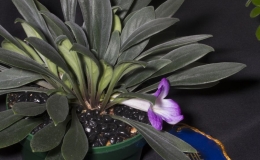 2019 Convention Collections of Gesneriads  Class 50B – Plants of a single genus (Primulina)  BEST IN THE HORTICULTURE DIVISION BEST IN SECTION J – COLLECTION OF GESNERIADS BEST PRIMULINA