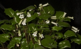 2019 Convention Collections of Gesneriads  Class 50B – Plants of a single genus (Primulina)  BEST IN THE HORTICULTURE DIVISION BEST IN SECTION J – COLLECTION OF GESNERIADS BEST PRIMULINA