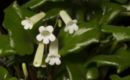 2019 Convention Collections of Gesneriads  Class 50B – Plants of a single genus (Primulina)  BEST IN THE HORTICULTURE DIVISION BEST IN SECTION J – COLLECTION OF GESNERIADS BEST PRIMULINA