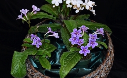 2019 Convention Collections of Gesneriads  Class 51 – Kinship group