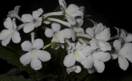 2019 Convention Collections of Gesneriads  Class 51 – Kinship group