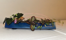 2019 Convention Arrangements of Dried and/or Growing Gesneriad Material Class 60