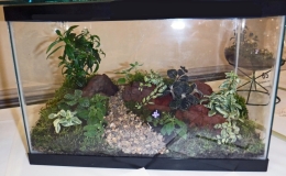 2019 Convention Container Plantings of Growing Gesneriad Material Class 64 RUNNER-UP TO BEST IN THE ARTISTIC DIVISION