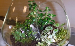 2019 Convention Container Plantings of Growing Gesneriad Material Class 65