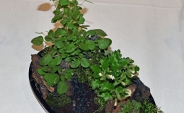 2019 Convention Container Plantings of Growing Gesneriad Material Class 66 BEST IN SECTION M – CONTAINER PLANTING OF GROWING GESNERIAD MATERIAL
