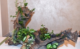 2019 Convention Container Plantings of Growing Gesneriad Material Class 67