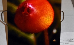 2019 Convention Photography Class 69 – Color print of parts of a gesneriad (flowers, fruit, foliage, etc.)