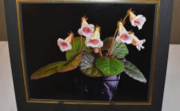 2019 Convention Photography Class 70 – Color print of a whole gesneriad plant BEST IN SECTION O – PHOTOGRAPHY