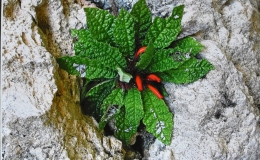 2019 Convention Photography Class 71 – Color print of gesneriad(s) growing in a natural habitat BEST IN THE ARTS DIVISION
