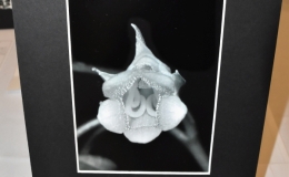 2019 Convention Photography Class 72 – Monochrome print