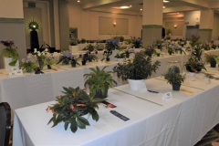 Overall view of the Flower Show