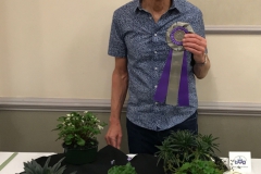 Bill Price with his Best in Show collection of Primulinas