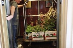 Hal Schaeffer transporting Mary’s flower show entries