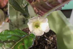 2020 Virtual Flower Show Section A – Gesneriads in Flower Class 1 – New World Tuberous Species