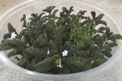 2020 Virtual Flower Show Section A – Gesneriads in Flower Class 1 – New World Tuberous Species