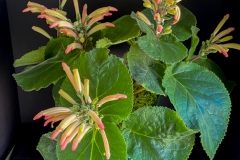 2020 Virtual Flower Show Section A – Gesneriads in Flower Class 2 – New World Tuberous Hybrids
