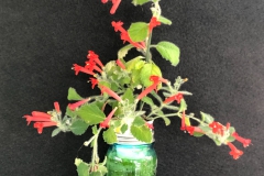 2020 Virtual Flower Show Section A – Gesneriads in Flower Class 1 – New World Tuberous Species