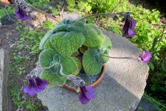 2020 Virtual Flower Show Section A – Gesneriads in Flower Class 1 – New World Tuberous Species