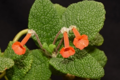 2020 Virtual Flower Show Section A – Gesneriads in Flower Class 1 – New World Tuberous Species 2020 Virtual Flower Show Section A – Gesneriads in Flower Class 1 – New World Tuberous Species