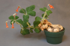 2020 Virtual Flower Show Section A – Gesneriads in Flower Class 1 – New World Tuberous Species