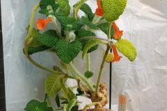 2020 Virtual Flower Show Section A – Gesneriads in Flower Class 1 – New World Tuberous Species
