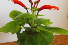 2020 Virtual Flower Show Section A – Gesneriads in Flower Class 1 – New World Tuberous Species