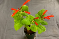 2020 Virtual Flower Show Section A – Gesneriads in Flower Class 1 – New World Tuberous Species