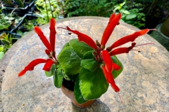 2020 Virtual Flower Show Section A – Gesneriads in Flower Class 1 – New World Tuberous Species
