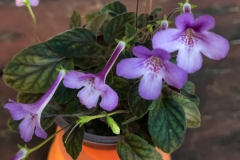 2020 Virtual Flower Show Section A – Gesneriads in Flower Class 1 – New World Tuberous Species