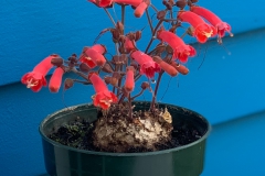 2020 Virtual Flower Show Section A – Gesneriads in Flower Class 1 – New World Tuberous Species
